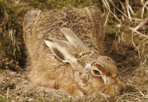 Brown Hare