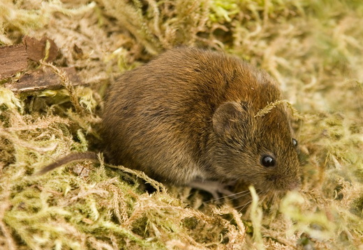 Bank Vole (801)