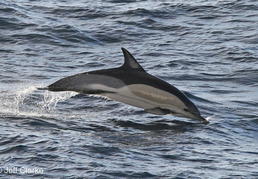 Short-beaked Common Dolphin