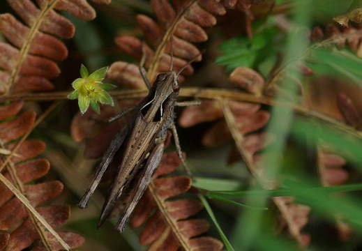 Common Field Grasshopper (813)
