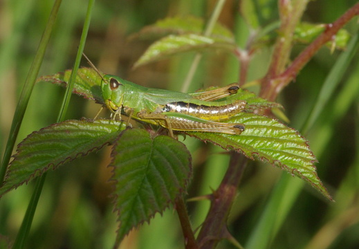 Common Green Grasshopper