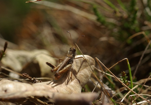 Mottled Grasshopper (820)