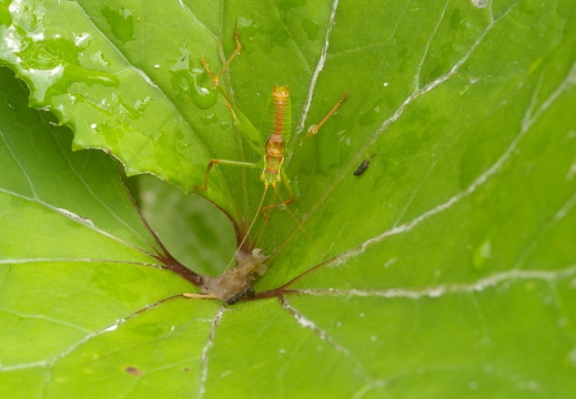 Speckled Bush-cricket (Leptophyes punctatissima)