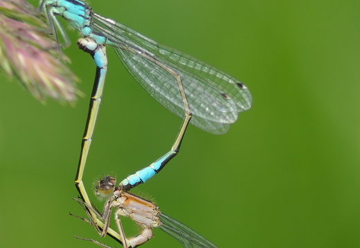 Blue-tailed Damselflies