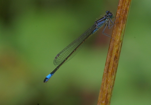 Blue-tailed Damselfly