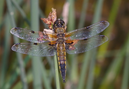 Four-spotted Chaser