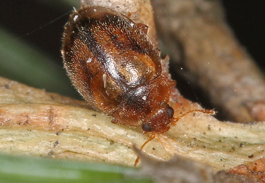 Rhyzobius chrysomeloides (832)