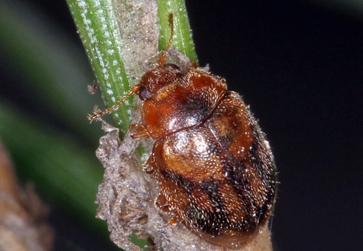 Rhyzobius chrysomeloides (833)