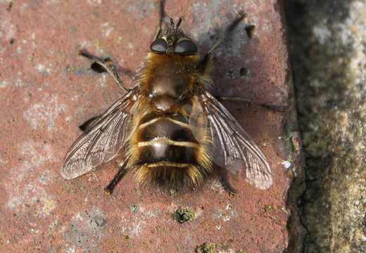 Tachina ursina (834)