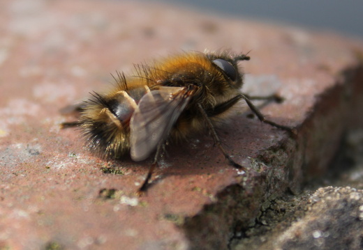 Tachina ursina (835)