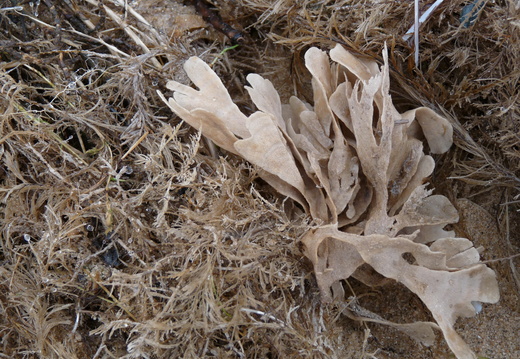 Horn Wrack