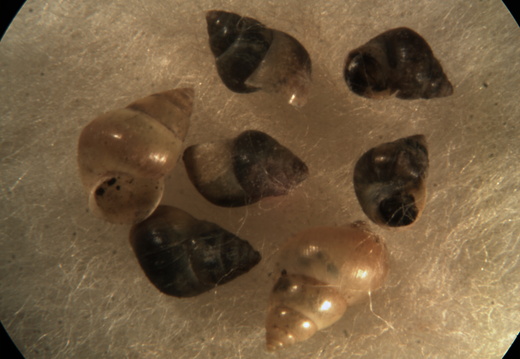 Dun Sentinel Assiminaea grayana