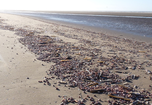 A wreck of Rayed Trough Shells killed by frost in 2010