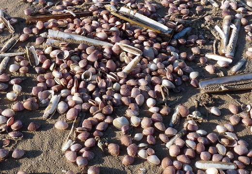 Rayed Trough Shells from the 2010 wreck