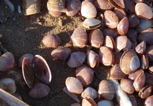 Rayed Trough Shells from the 2010 wreck (detail)