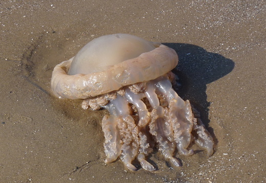 Barrel jellyfish