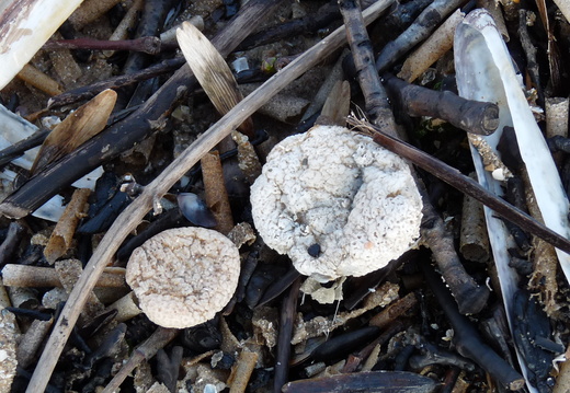 Dead Man's ingers dried up