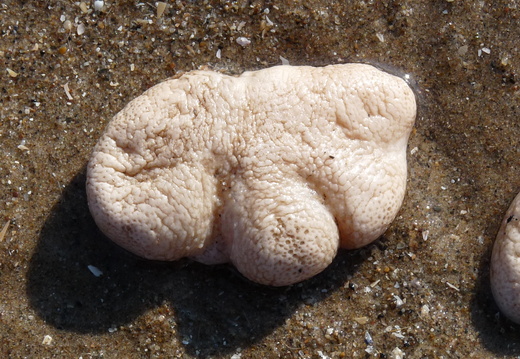 Dead Man's fingers fresh