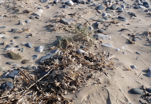Hornwrack