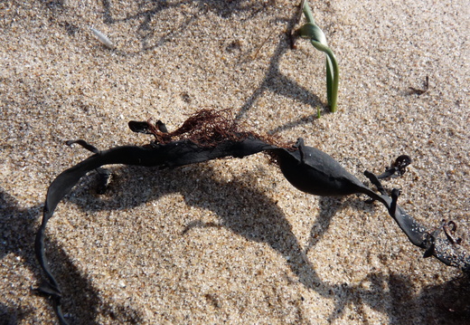 Red seaweed Polysiphonia