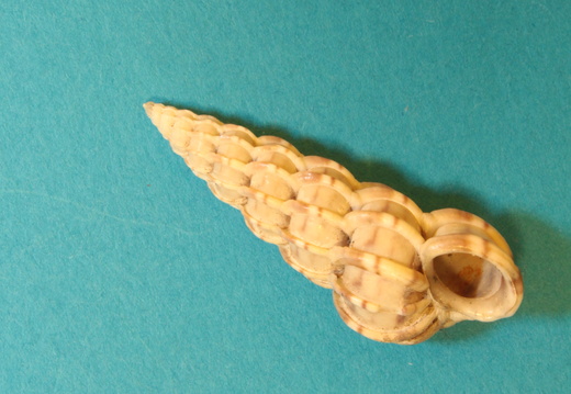 Wentletrap