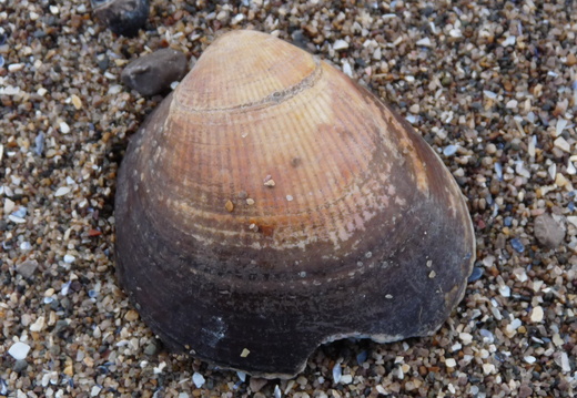 Cockle shell