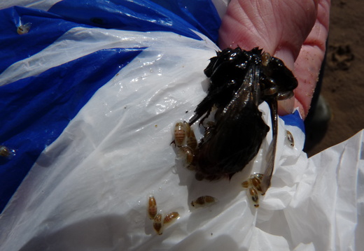 Eurydice leaving a drowned bumble bee