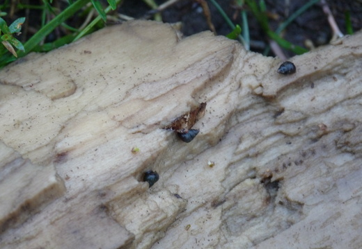 Dun Sentinel on wood in saltmarsh