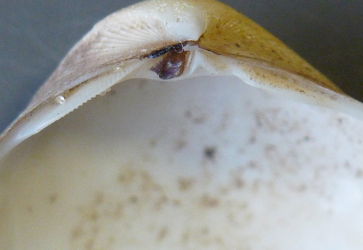Cut Trough Shells