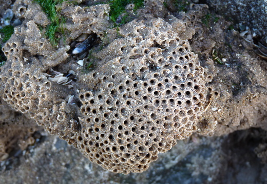Honyecomb Worm tubes
