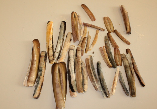 Curved Razor Shells