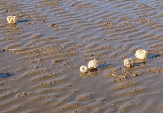 Whelk eggs on West Kirby beach