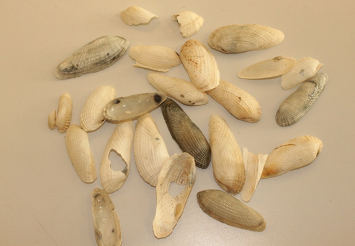 Piddocks