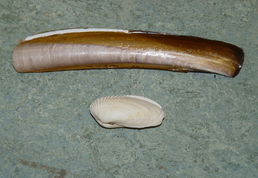 American Razor and American Piddock