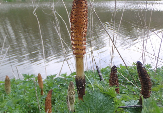 Great Horsetail (Equisetum telmateia)