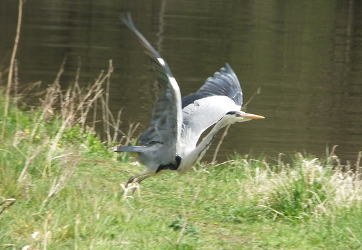 Heron taking off