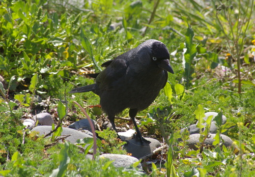 Jackdaw (Corvus monedula) (882)