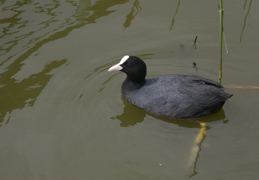 Coot (Fulica atra) (883)
