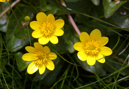 Lesser Celandine (Ranunculus ficaria) in Flower
