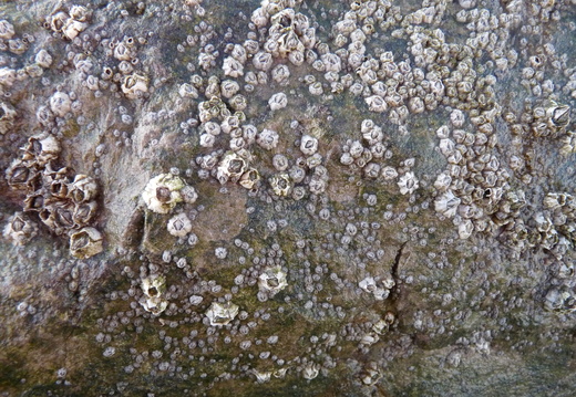Barnacles