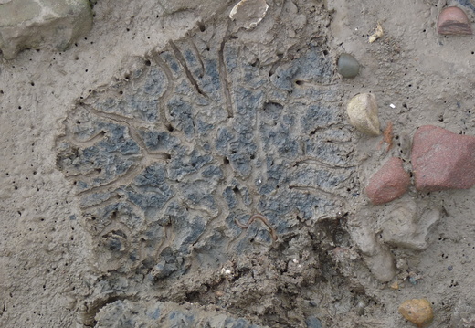 Mud with worm burrows