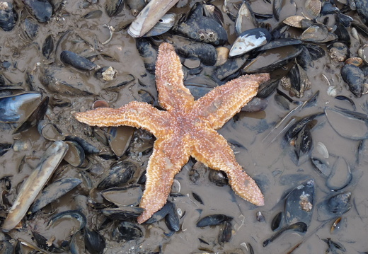 Common Starfish