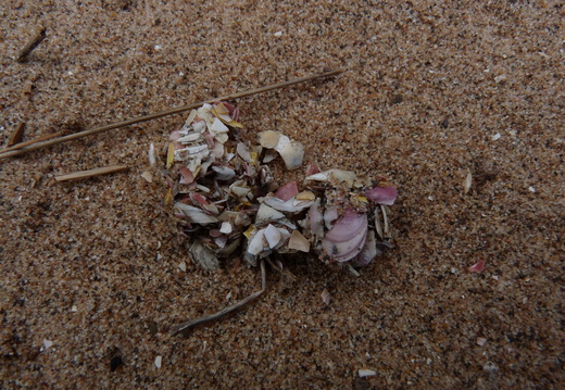 Bird pellet - broken shells