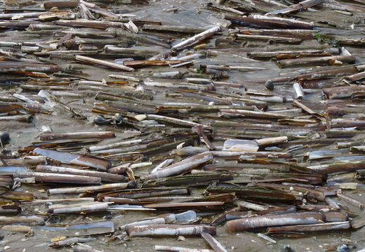 Pod razor shells at Leasowe