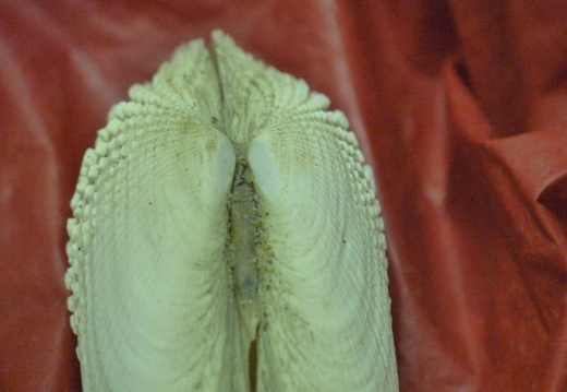 American Piddock (900)