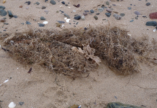 Horn wrack and hydriods Talacre