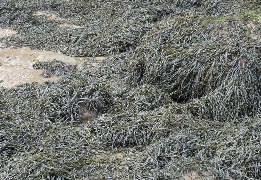 Knotted wrack