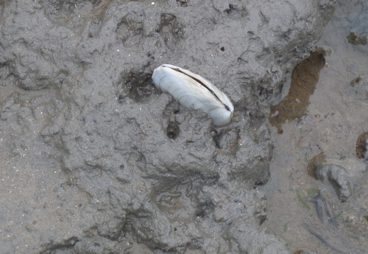 Peppery furrow shell