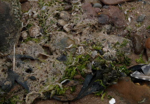 Strandline at Thurstaton
