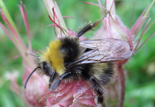Bee in garden
